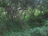 Terreno en Venta en Las Golondrinas